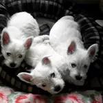 Продаются очаровательные щенки West Highland White Terrier!!!