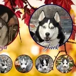 Щенки Хаски / Catei Husky / Husky puppies