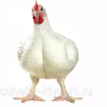 Цыплята бройлер КОББ 500 круглый год