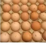 Инкубационное яйцо КОББ 500 Венгрия