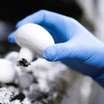 Приглашаем в Польшу на работу с проживанием собирать шампиньоны