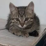 Отдам бесплатно чудесных котят 2 мес.