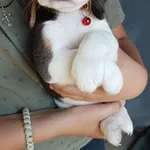 Продаются щенки Английский бигль