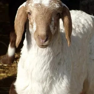 Ягнята,  овцы романовской и гиссарской породы