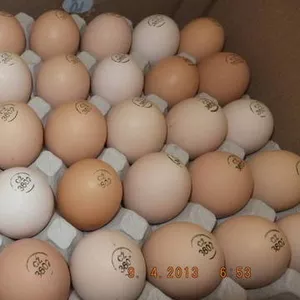 Яйца инкубационные Венгрия Польша Чехия (маркированные) КООБ 500  другие породы,   курица