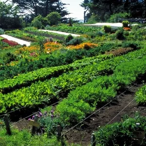 Muncă în cîmp la plantarea și cultivarea legumelor. 