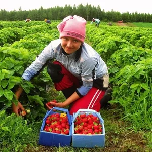 Приглашаем на работу женщин,  сбор фруктов. Польша