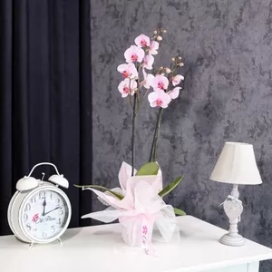 Flori pentru orice ocazie,  livrate cu grijă în Chișinău