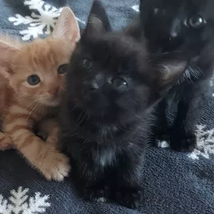 Подарю котят ласковых,  красивых.В добрые руки!