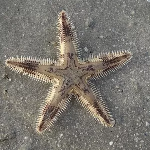 Ищем сиделку для мамы,  Германия