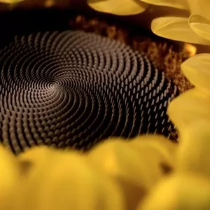 SolPro - промышленные жиры и маргарины в Молдове