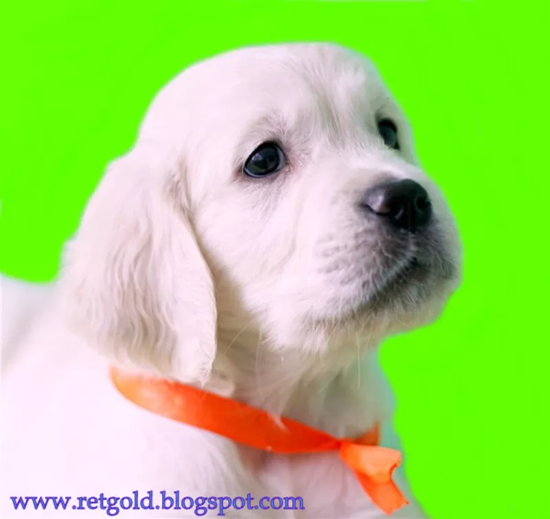 На сайте + видео. Золотистый ретривер,  щенки. Идеальная собака для всей семьи!