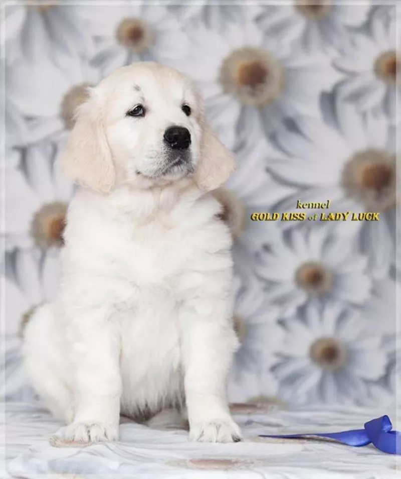 На сайте + видео. Золотистый ретривер,  щенки. Идеальная собака для всей семьи! 4
