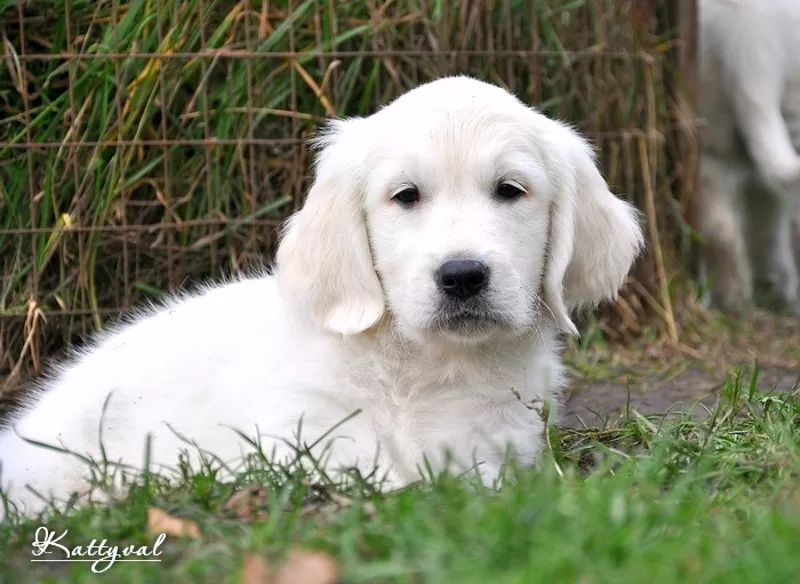 На сайте + видео. Золотистый ретривер,  щенки. Идеальная собака для всей семьи! 7