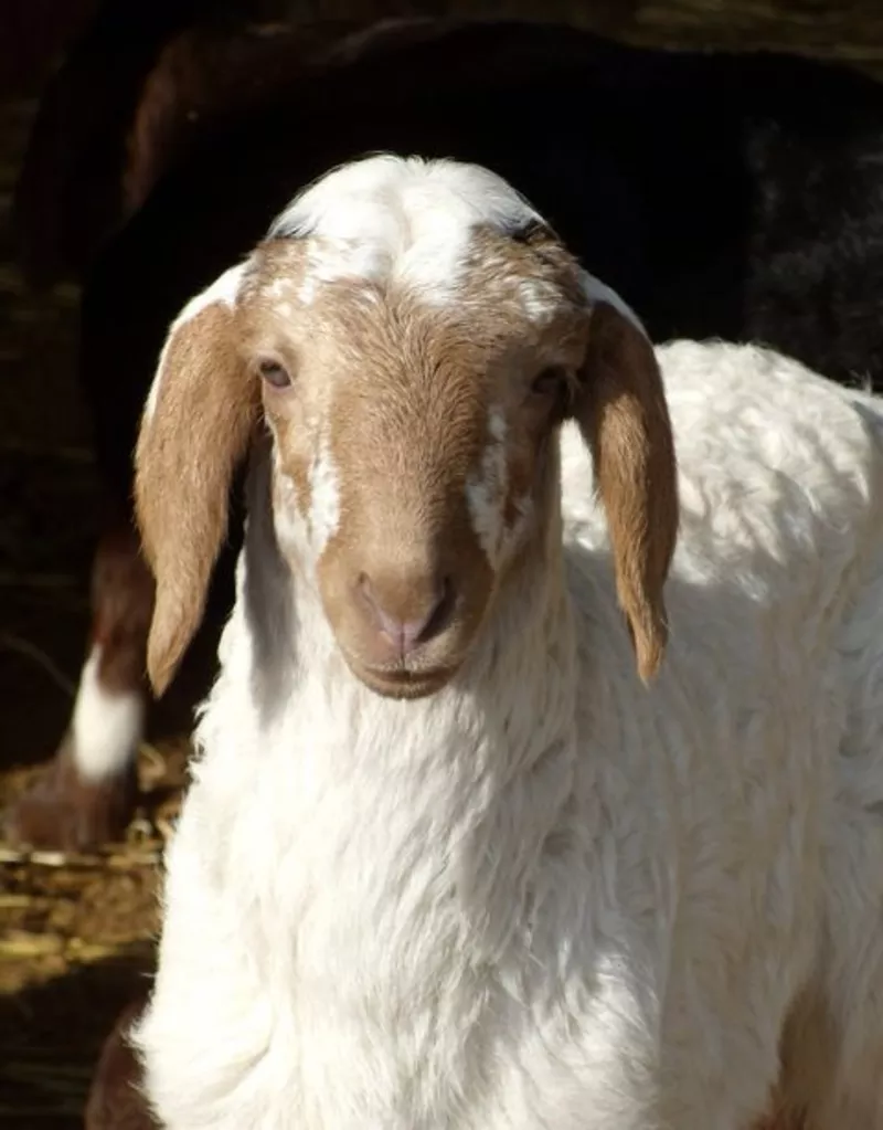 Ягнята,  овцы романовской и гиссарской породы