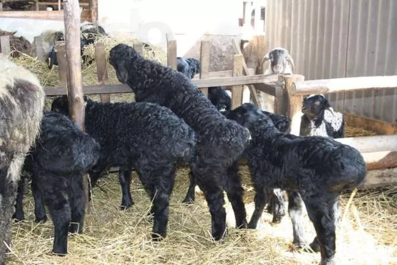 Ягнята,  овцы романовской и гиссарской породы 3