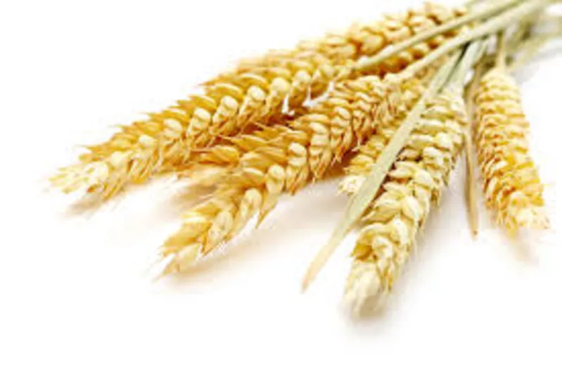 Продаю пшеницу фуражную на экспорт.