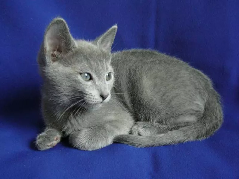 CUMPAR pisica russian blue!! куплю русскую голубую кошку!