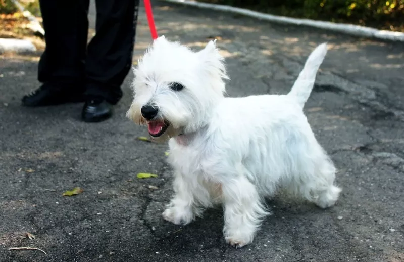 Продаются очаровательные щенки West Highland White Terrier!!! 3