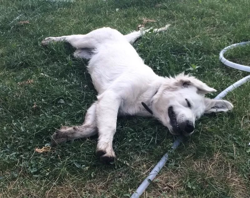 Подрощенный щенок голден ретривера золотистого ретривера golden retrie 3