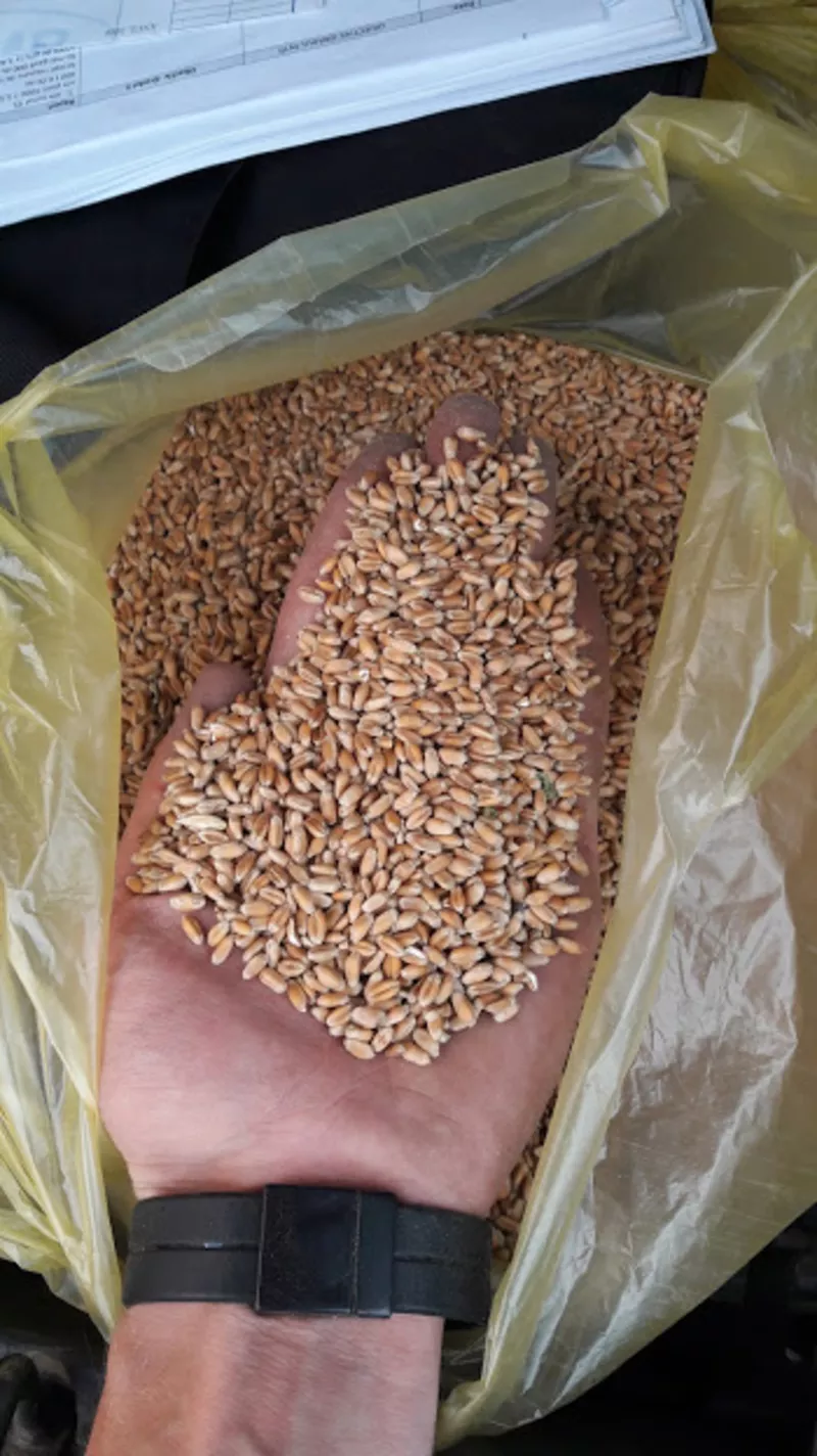 Куплю пшеницу