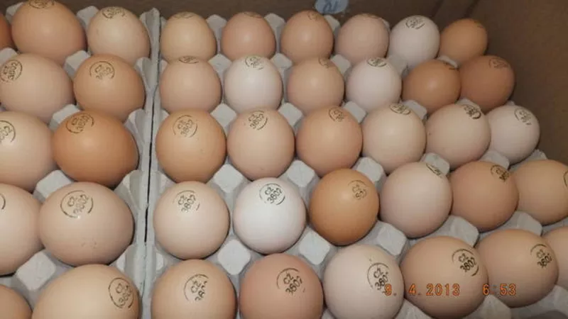 Яйца инкубационные Венгрия Польша Чехия (маркированные) КООБ 500  другие породы,   курица