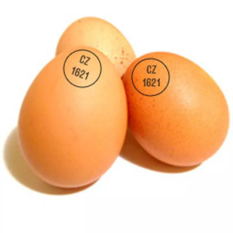 Яйца инкубационные Венгрия Польша Чехия (маркированные) КООБ 500  другие породы,   курица 4