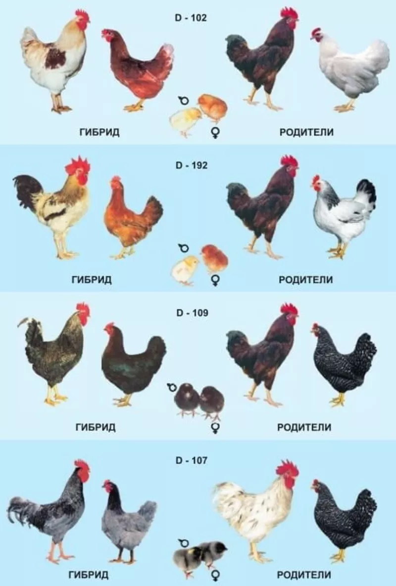 Яйца инкубационные Венгрия Польша Чехия (маркированные) КООБ 500  другие породы,   курица 5