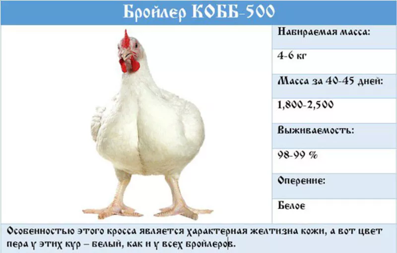 Яйца инкубационные Венгрия Польша Чехия (маркированные) КООБ 500  другие породы,   курица 6