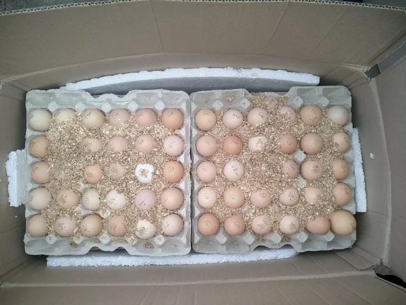 Инкубационное яйцо птицы различных пород 2