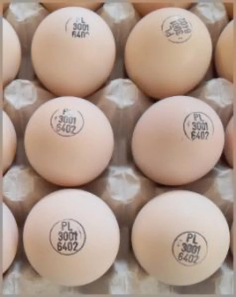 Инкубационное яйцо птицы различных пород