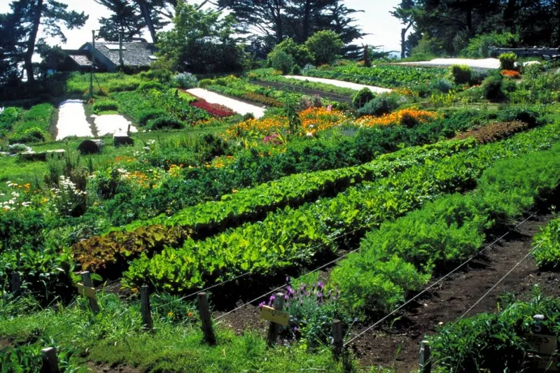 Muncă în cîmp la plantarea și cultivarea legumelor. 