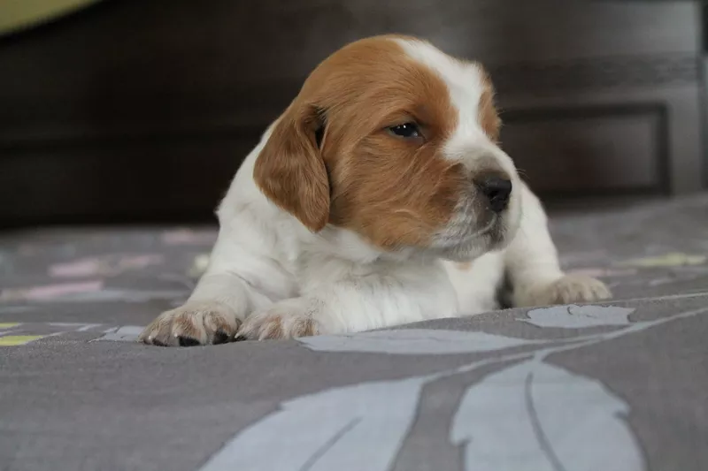 Продам щенков Бретонский эпаньоль - охотничья подружейная собака. 3