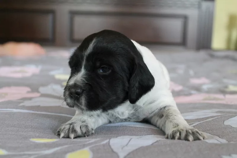 Продам щенков Бретонский эпаньоль - охотничья подружейная собака. 2
