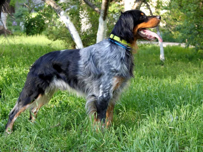 Продам щенков Бретонский эпаньоль - охотничья подружейная собака. 7
