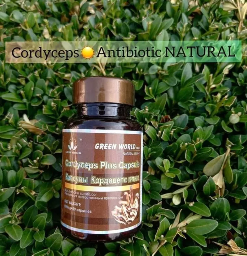 Cordiceps Antibiotic natural