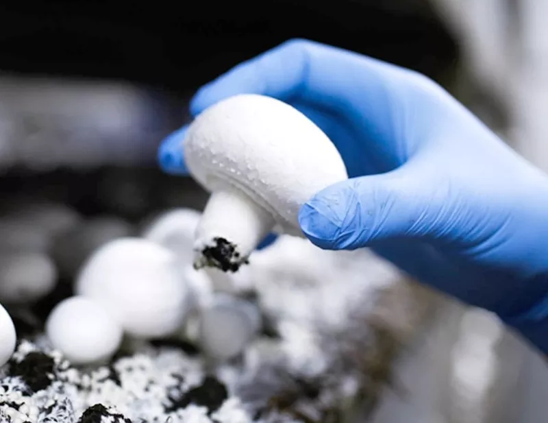 Приглашаем в Польшу на работу с проживанием собирать шампиньоны