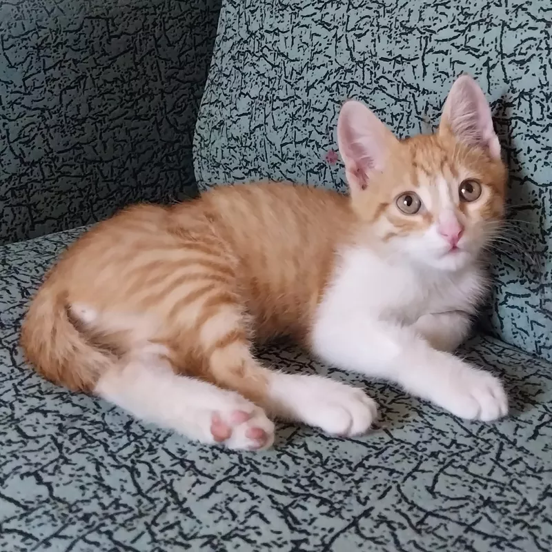 Отдам бесплатно чудесных котят 2 мес. 2
