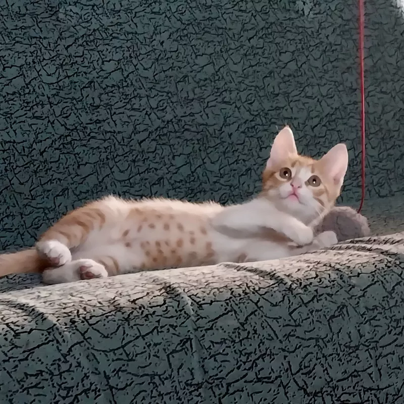 Отдам бесплатно чудесных котят 2 мес. 4