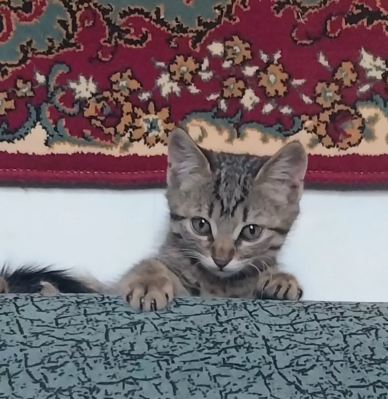 Отдам бесплатно чудесных котят 2 мес. 3
