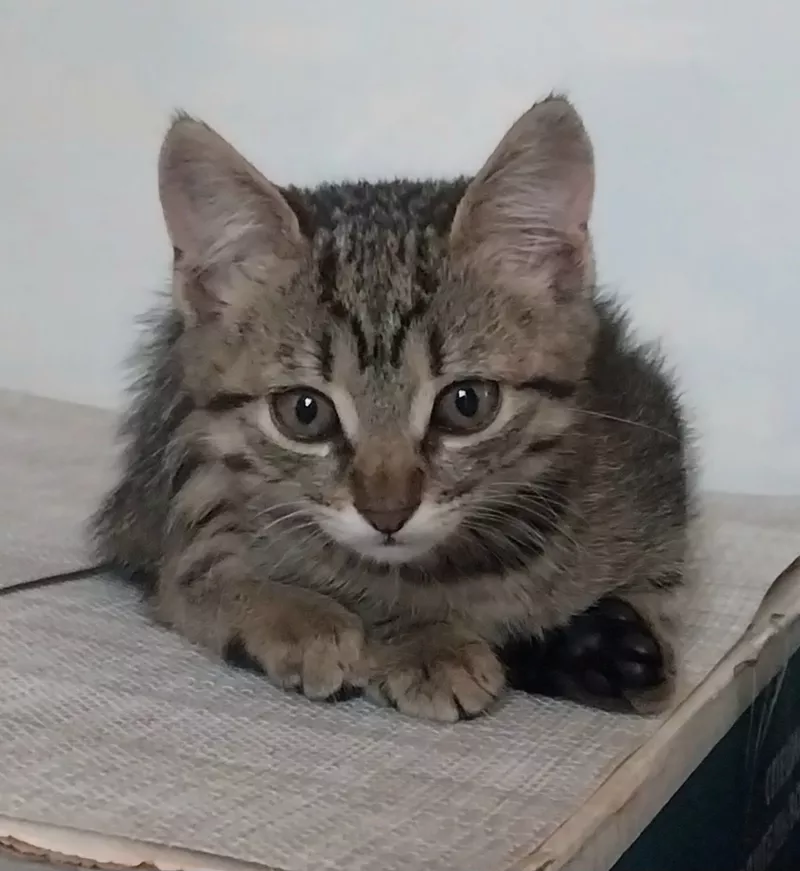 Отдам бесплатно чудесных котят 2 мес.