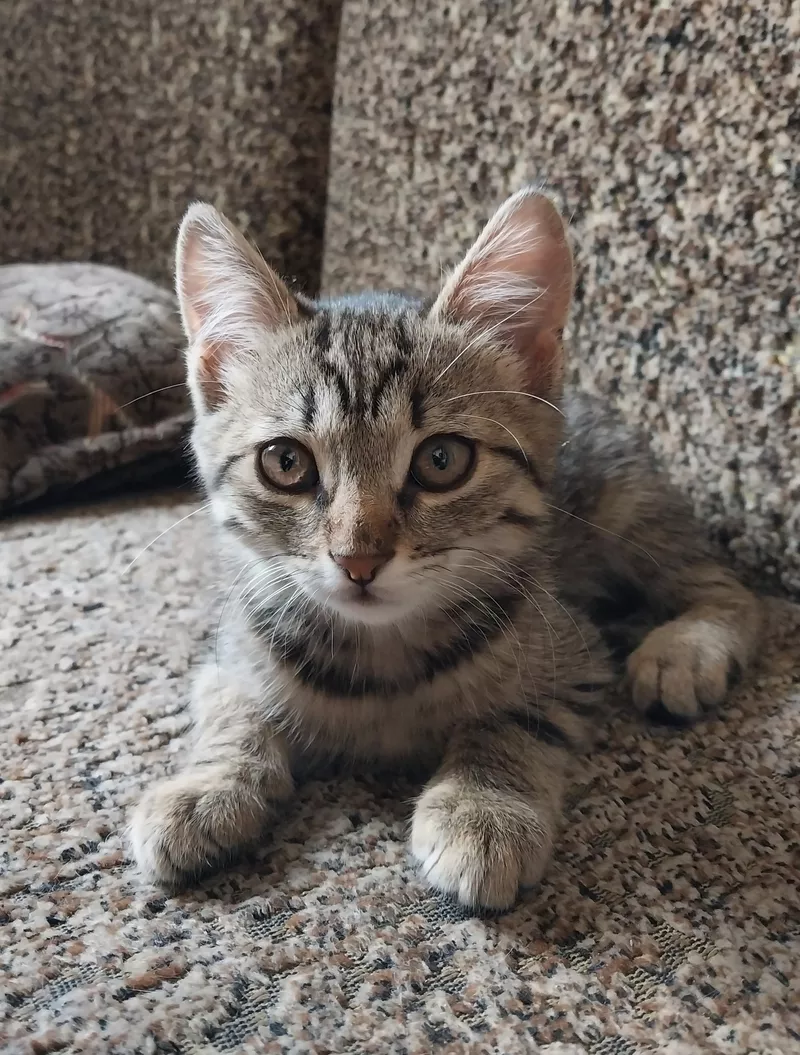Отдам бесплатно чудесных котят 2 мес. 5