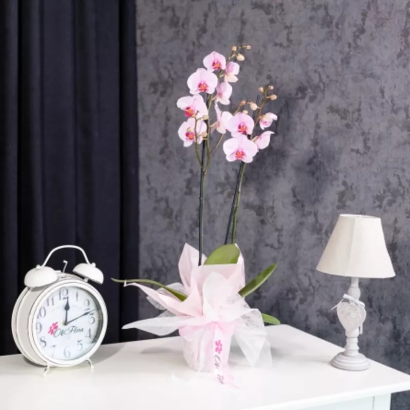 Flori pentru orice ocazie,  livrate cu grijă în Chișinău