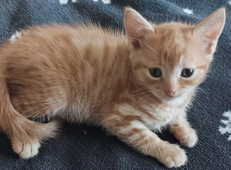 Подарю котят ласковых, красивых.В добрые руки! 4