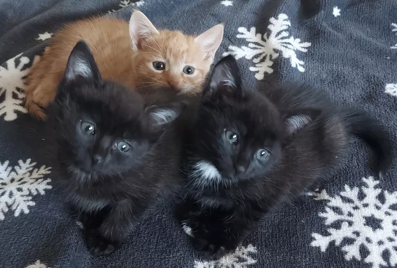 Подарю котят ласковых, красивых.В добрые руки! 3