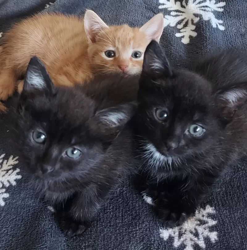 Подарю котят ласковых, красивых.В добрые руки! 2