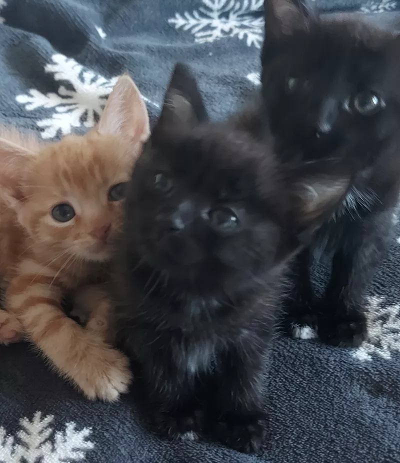 Подарю котят ласковых, красивых.В добрые руки!