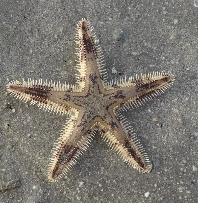 Ищем сиделку для мамы, Германия